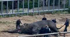 Нагадаємо, що   КРУ недорахувалася   в Київському зоопарку понад 130 тварин і виявило порушень на 328 млн