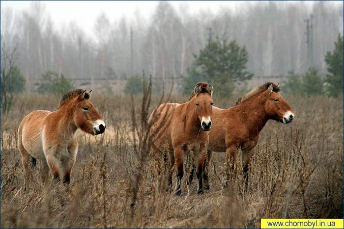 Так, в 1999 році в рамках експерименту на територію Зони відчуження були випущені кілька груп коней Пржевальського