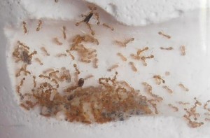 Позбавити квартиру від мурах допомагають харчові пастки