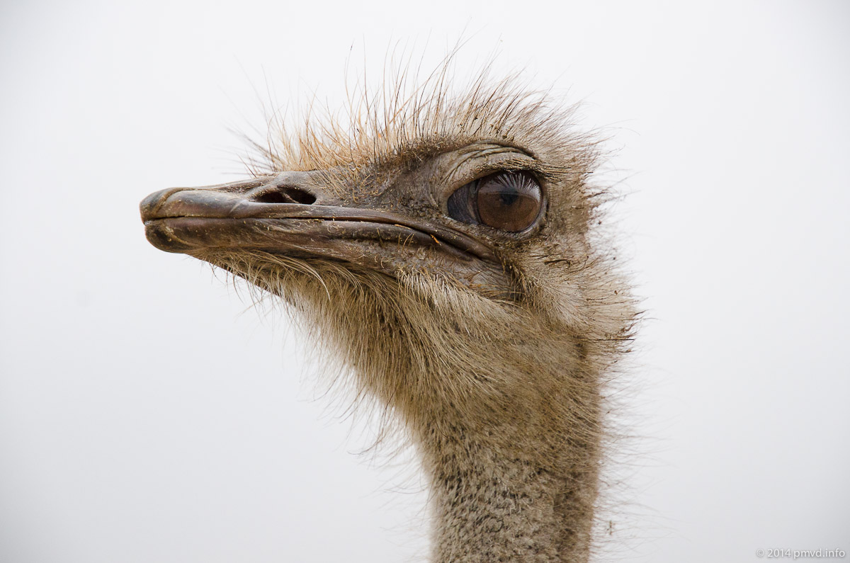 До речі, розмір мозку страуса дорівнює його оці