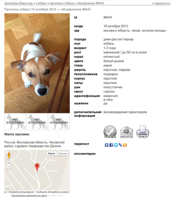 Ось, наприклад, так виглядає одне з недавніх оголошень про пропажу собаки породи Джек-Рассел тер'єр, яку в Чеховському районі Підмосков'я   розшукує Дмитро   :
